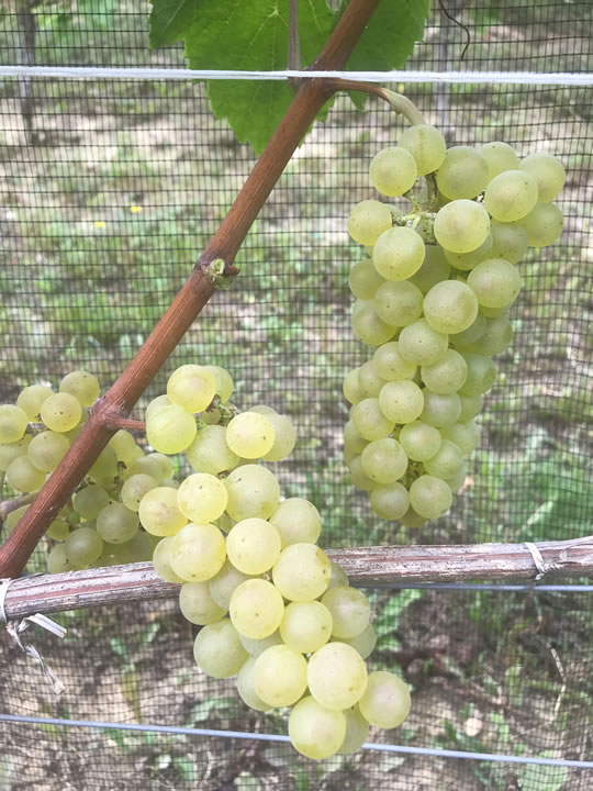 grape of Sauvignon blanc